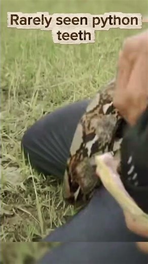 rarely seen python teeth #usa #fyp