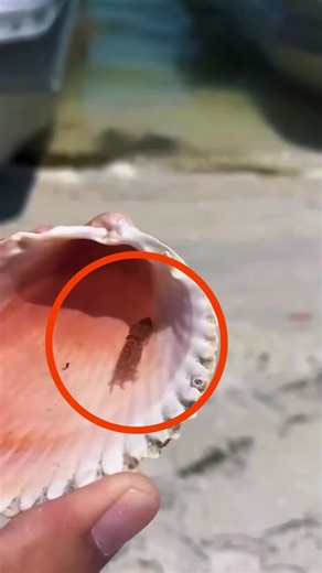 The Baby Octopus That Refused to Say Goodbye 🐙💔