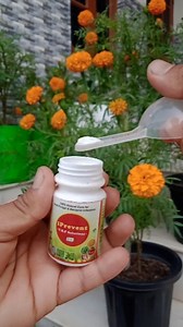 4.4K views · 63 reactions | Struggling with diseases in plants? Check out this natural solution from @vmcropcare to solve all fungal, viral and bacterial problems from you plant. This is a natural antifungal, antibacterial and antiviral solution that fight against powdery mildew, root rot etc. It enhances plants natural defense system and can be used as preventive measure. Biodegradable. Non toxic. Dose: 1 to 1.5 gm of powder in 1 liters of water | Him Gardener | Facebook