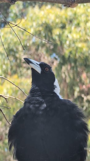 Magpie calling - sound on 🔊