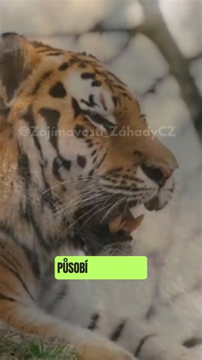 🎨Tygři nejsou jen oranžoví! Objevte jejich vzácná zbarvení!🖤🐯