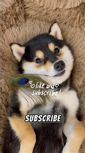 Why Does This Dog Scream Like A Human? 🐕😱