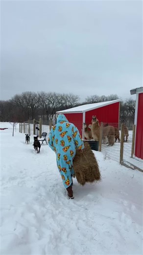 Having the hubby help feed the animals (he didn’t ask for) on another cold day in Minnesota *yes he agreed to let me post this video* #farmlife #fyp #hobbyfarm #minnesota #wildpyleacres