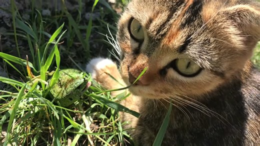 Watch what happens when a wild cat meets a domestic cat