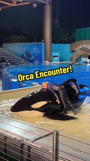 Orca Encounter Show! 🐳 #seaworld #seaworldorlando #seaworldfl #orcaencounter #killerwhale