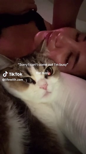 Why Cats Are the Best Pets for Everyone