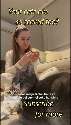 Cats Getting Scared 🙀#cats #funnyanimals #веселыекоты #cat #shorts