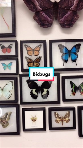 Exploring the Fascinating World of Bicbugs Insects