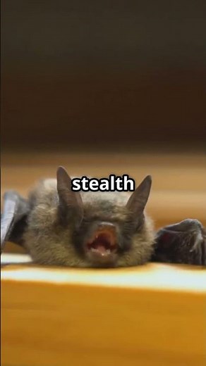 The Real Life Vampires – Bloodsucking Creatures That Actually Exist!