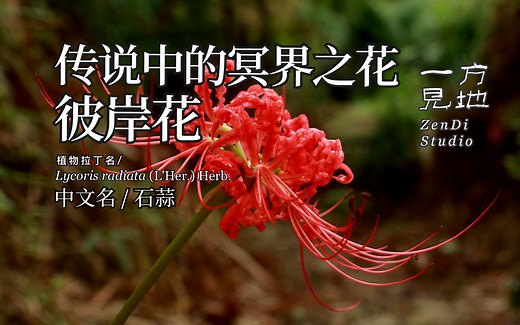 传说中的冥界之花，彼岸花