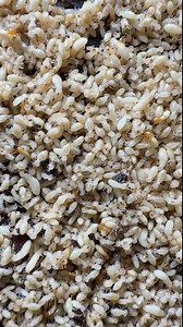 Close-up video of termites, especially worker termites. These pale, soft-bodied insects are often found in large colonies and feed on wood and plant material. Termites have large heads and dark-colore