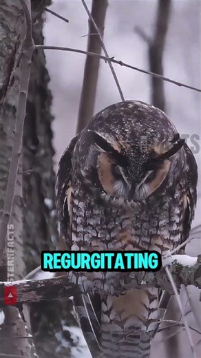 How Owls Digest Their Prey