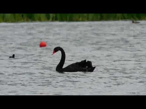 Black Swans