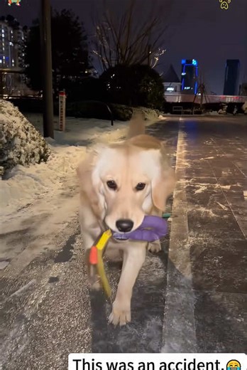 Nothing can stop the dog from going for a walk!#dog #doglover #walkthedog #failing