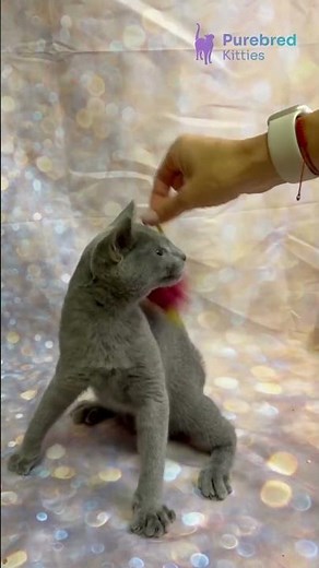 Adopt Kalima: The Blue Russian Blue Kitten 🐾 Sweet, Calm & Hypoallergenic | #RussianBlue