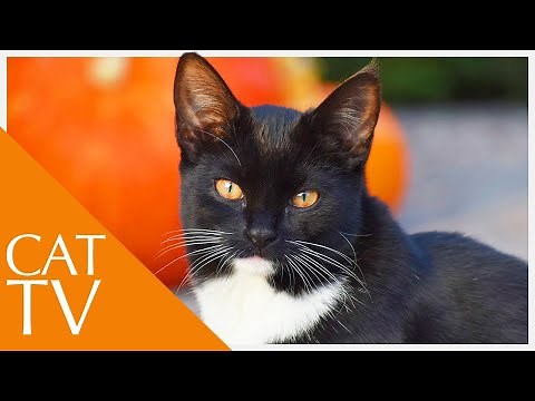 EXTRA-LONG Cat TV - 5 Hours of Feline Therapy!