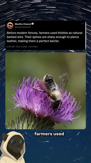 This Plant Was The Original Barbed Wire (Scottish Thistle)