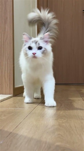 Day 151 of Cat Walking #calicocat #ragdollcat