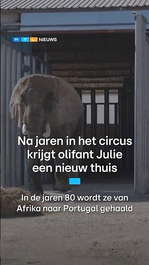 Na jaren in het circus krijgt olifant Julie een nieuw thuis in Portugal | RTL Nieuws
