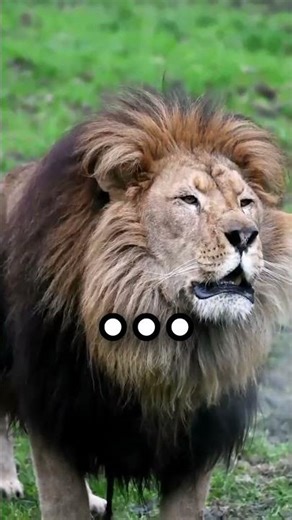 Cheetahs Roar Sounds Crazy...