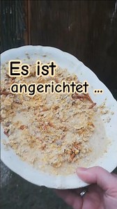 Hühner werden gefüttert 🐔🐓 #hühner #hühnerliebe #chickenlove #shorts #shortvideo #