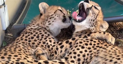 Sisterly love! Zola and Kiara ❤️ The Cincinnati Zoo & Botanical Garden and the Angel Fund has been conserving the world’s fastest animal for decades. We work with partners across Africa to support cheetah conservation efforts to ensure this wide-ranging species thrives into the future. | Cincinnati Zoo & Botanical Garden