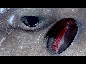 10 New ROV Encounters with Strange Deep Ocean Creatures from 2023