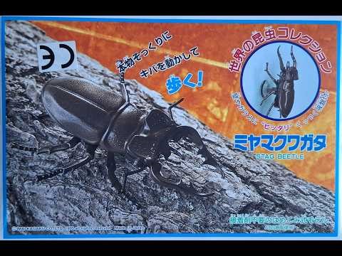 Imai 1/1 ミヤマクワガタ/Miyama stag beetle Part 02【プラモデル作り/plastic model building】