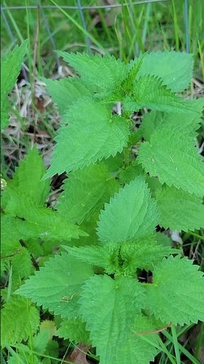 Fun Facts About Nettle!