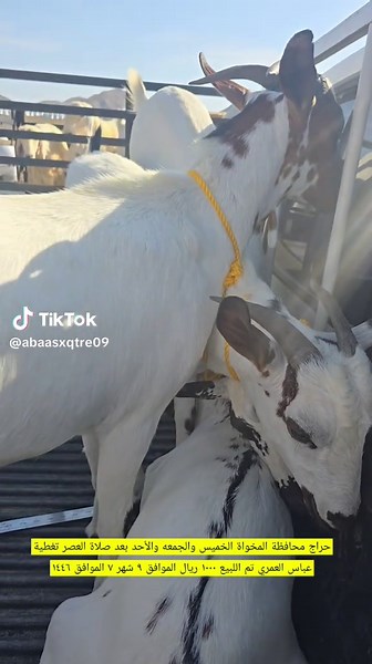 Transporting Goats Safely: Best Practices