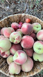 8.9K views · 23K reactions | White peach harvest + a few pluerries, blackberries & a little plum  #growyourownfood #fruittrees #fruitharvest #zone9garden #homegrown #organic #peaches #gardening | Gardeningwithtara | Facebook