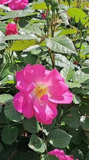 東京賞花必去！新宿御苑玫瑰園完全攻略 🇯🇵✨​#賞花