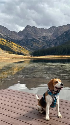 I got to visit a hidden gem, Piney Lake outside of Vail, Colorado, and it was truly unforgettable. The hiking was exhilarating and the views were spectacular. I even made some new friends on the trail who showered me with ear rubs, scratches, and belly pats. #dog #beagle #beaglelife #travel | Mr. Beasley
