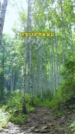 🌈은빛 나무 명품 숲길