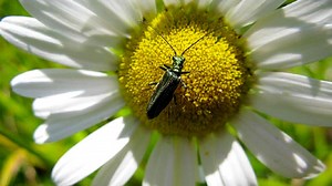 Living World - The Celtic Rainforest - BBC Sounds