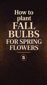 How to plant fall bulbs for spring flowers