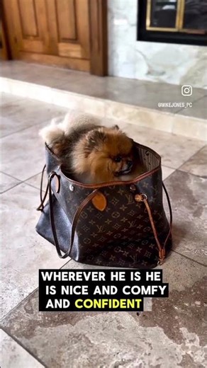 Dog Training for Travel: Teaching “Place” in a Bag for Calm, Confident Dogs #dogtraining