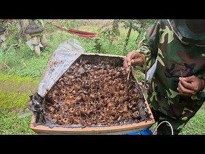 Stingless Beekeeping in Bali: Exploring the Balangan Bee Farm