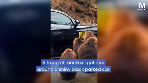 Monkeys discover something strange on parked car — and can't stop staring