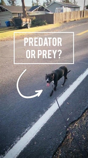 Do you want your pet dog acting like a predator or prey animal? #NatureNotDogTraining #DogBehavior | Nature In Play: Dog Aggression Specialist, Bend Oregon | Facebook