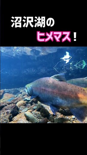 【稀少】沼沢湖のヒメマスたちに超接近！ #shorts