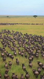 The Great Migration 🦁 millions of wildebeest and zebras roam the African Savannah in search of food and water! It’s a spectacle like none other on earth! 🦓 Filmed in 8K 🎥 #africa #animals | Ryan Shirley