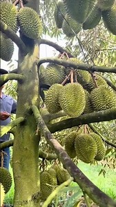 How to keep durian trees fruiting year-round #durian #montongdurian #durianfarmer #durianorchard ...