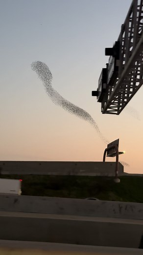 So has anyone else ever seen birds (I guess) flying in continuous patterns like this?? This is only a small clip it kept going for at least 10 more minutes while I was in traffic. I noticed it yesterday and thought it was smoke or clouds from a further distance. Bizarre. #birds #birdsoftiktok #strangerthings #whatisthis #help