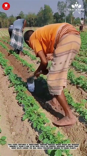 Manual Weeding: Hoe Cultivation Between Crop Rows