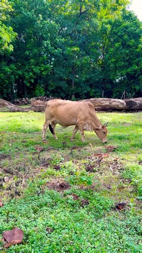 Walking in Surfside Potrero Costa Rica - Cows and Howler Monkeys