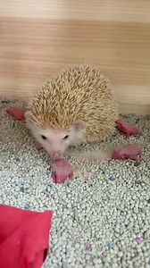 Hedgehog Moment 150 : Rating of this Clip 0-10 As a Hedgehog lover ❤️❤️ #hedgehog | The Daily Hedgehog Show