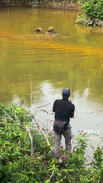 Mancing Ikan Sebarau di Sungai: Tips dan Teknik