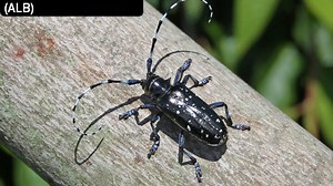 4 invasive species the Ohio Department of Agriculture is worried about