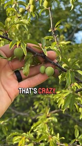 11K views · 502 reactions | Chickasaw plum (Prunus angustifolia) is one of my favorite native wild fruits. I would love to see this tree being planted more ornamentally as its blooms are stunning, its fruit is delicious, and it is a host to many native moths and butterflies including the tiger swallowtail! Have you ever found a wild plum before? #foraging #nature #plantidentification #botany #prunus #prunusangustifolia #plum #wildplum | Feral Foraging | Facebook